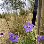 Geranium pratenseKukka