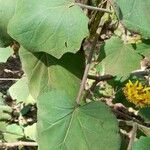 Roldana petasitis Hoja