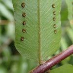 Nephrolepis biserrata Blatt