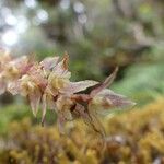 Bulbophyllum nutans ফুল