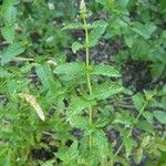 Mentha spicata برگ