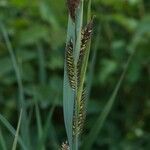 Carex riparia Blüte
