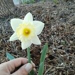 Narcissus × incomparabilis Květ