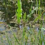 Rumex hydrolapathum ഇല