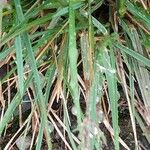 Poa alpina Leaf