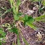 Trifolium hybridum Leaf