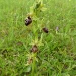 Ophrys × nouletii Habitus