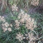 Peucedanum alsaticum Habit