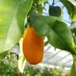 Citrus japonica Frucht