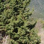 Juniperus drupacea Natur