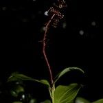 Griselinia racemosa Flower