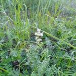 Galium boreale Flower