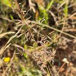 Eragrostis papposa