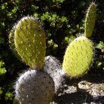 Opuntia oricola Hàbitat