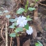 Thunbergia fragrans Blomma