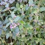 Clinopodium vulgare Habit