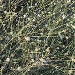 Pycnocomon rutifolium Flor