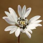 Holozonia filipes Fleur
