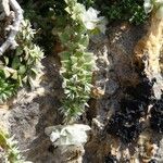 Paronychia argentea autre