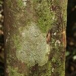 Duroia longiflora Bark