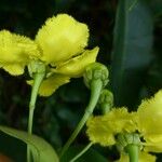 Stigmaphyllon ellipticum Flor
