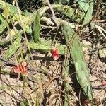 Opuntia elata Plante entière