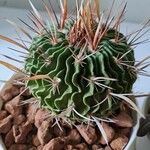 Stenocactus multicostatus Hoja