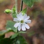 Silene heuffelii Flower