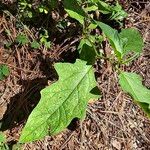 Solanum carolinenseFuelha