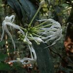 Tabernaemontana eglandulosa Flower