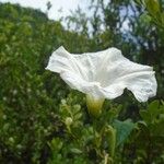 Convolvulus sepiumBlüte