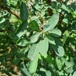 Exochorda × macrantha Hoja