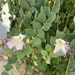 Capparis spinosa Flower