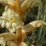Orobanche artemisiae-campestris Floare