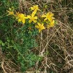 Hypericum perforatum Habit