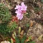 Armeria maritima Blüte