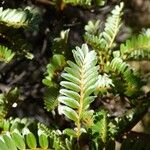 Sophora denudata Hoja