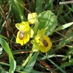 Ophrys lutea 花