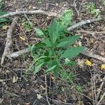 Scrophularia marilandica 叶