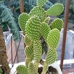 Opuntia microdasys পাতা