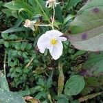 Sagittaria latifoliaFlor