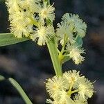 Acacia suaveolens Kwiat