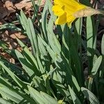 Narcissus pseudonarcissus Fuelha