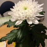 Chrysanthemum indicum Kvet