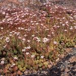 Sedum hirsutum Fula
