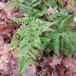 Dryopteris erythrosora 葉