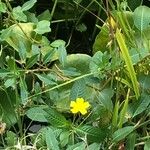 Ludwigia peploides Flower