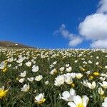 Ranunculus alpestris عادت