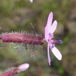 Saponaria ocymoides 花