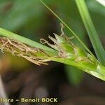Carex olbiensis Muu